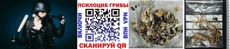 Псилоцибиновые грибы MAGIC MUSHROOMS  где найти   Жиздра 